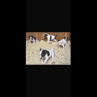 Jack Russell - Both