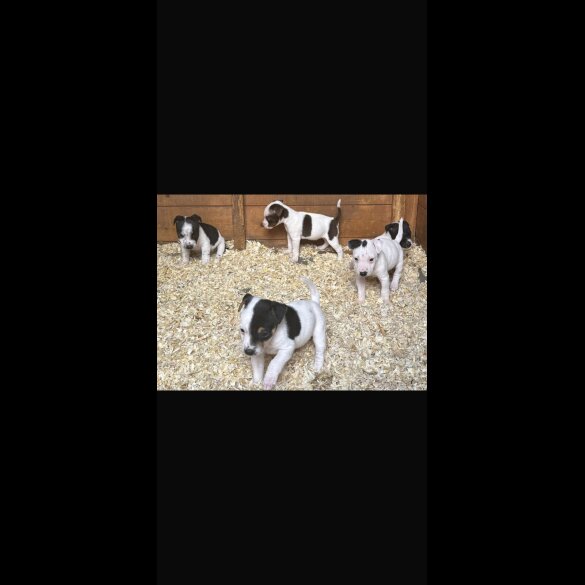 Jack Russell - Both