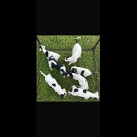Jack Russell - Both