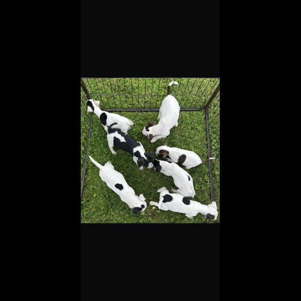 Jack Russell - Both