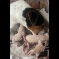 Jack Russell - Both