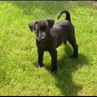 Jack Russell - Dogs