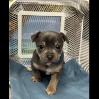 Jack Russell - Both
