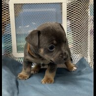 Jack Russell - Both