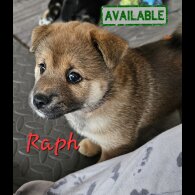 Japanese Shiba Inu - Both