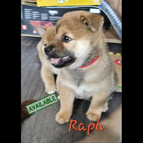 Japanese Shiba Inu - Both