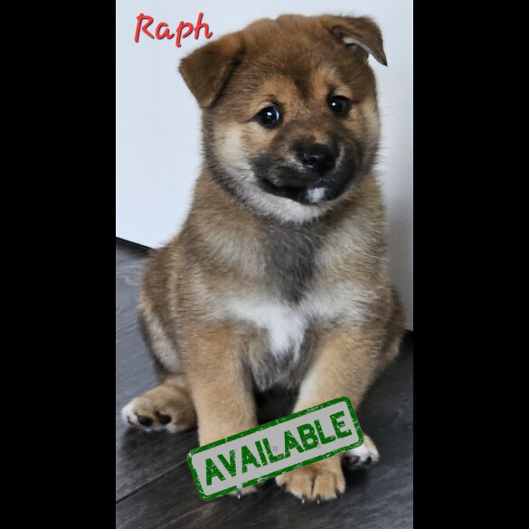 Japanese Shiba Inu - Both