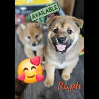 Japanese Shiba Inu - Both