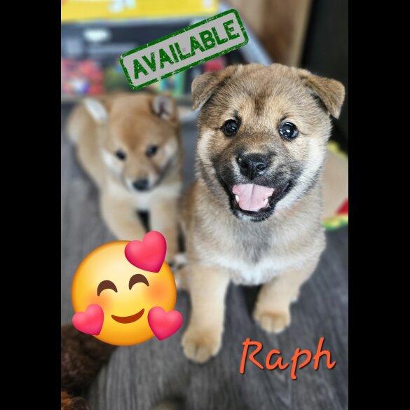 Japanese Shiba Inu - Both