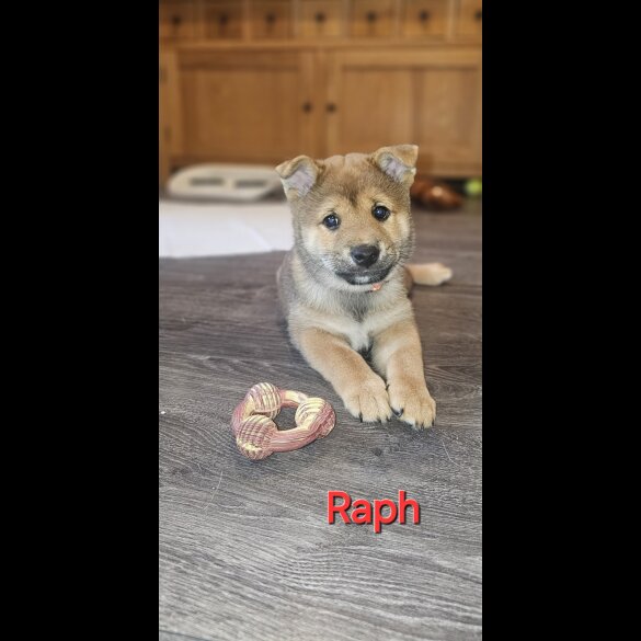 Japanese Shiba Inu - Both