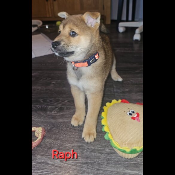 Japanese Shiba Inu - Both