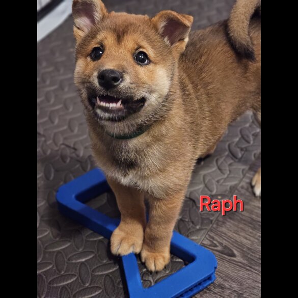 Japanese Shiba Inu - Both