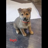Japanese Shiba Inu - Both