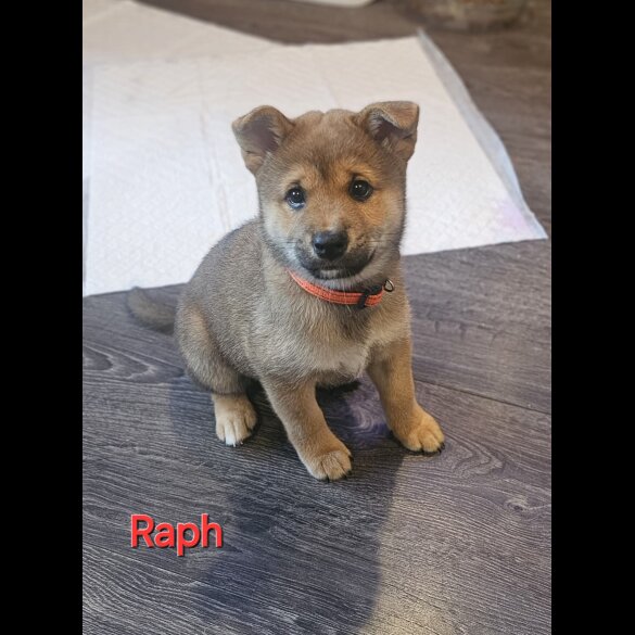Japanese Shiba Inu - Both