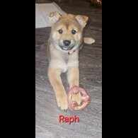 Japanese Shiba Inu - Both