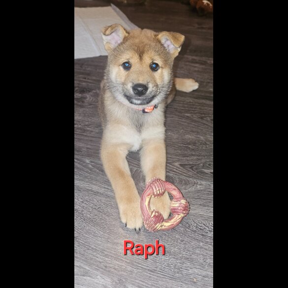 Japanese Shiba Inu - Both