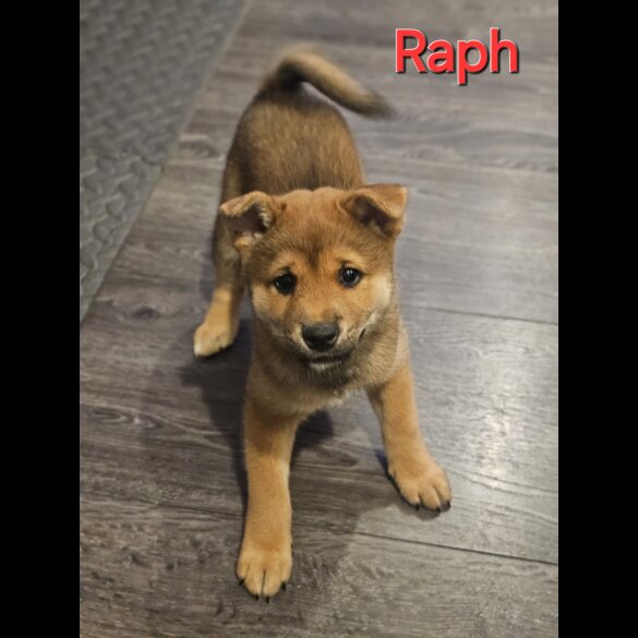 Japanese Shiba Inu - Both