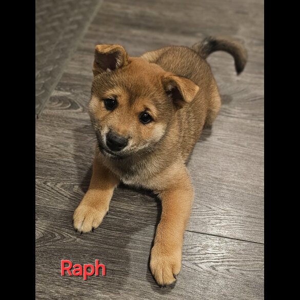 Japanese Shiba Inu - Both