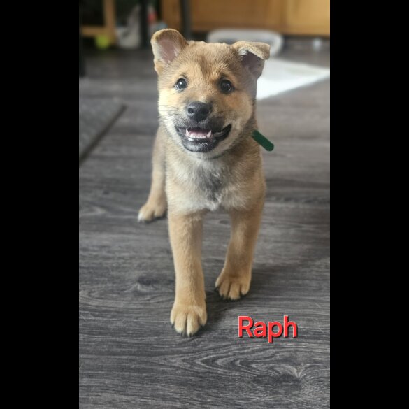Japanese Shiba Inu - Both