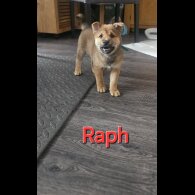 Japanese Shiba Inu - Both