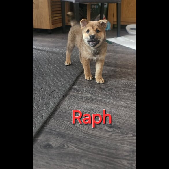 Japanese Shiba Inu - Both