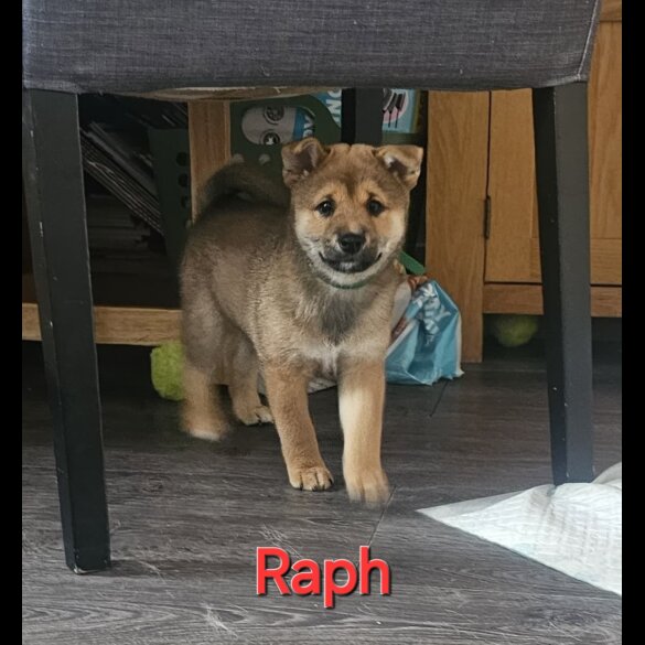 Japanese Shiba Inu - Both