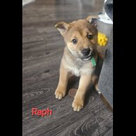 Japanese Shiba Inu - Both