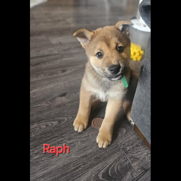 Japanese Shiba Inu - Both