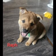 Japanese Shiba Inu - Both