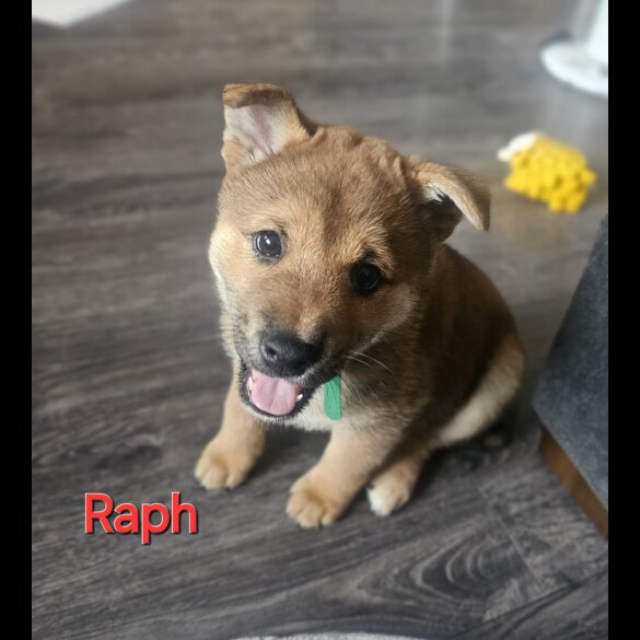 Japanese Shiba Inu - Both