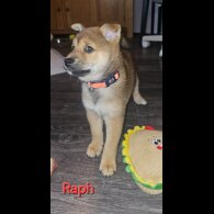 Japanese Shiba Inu - Both