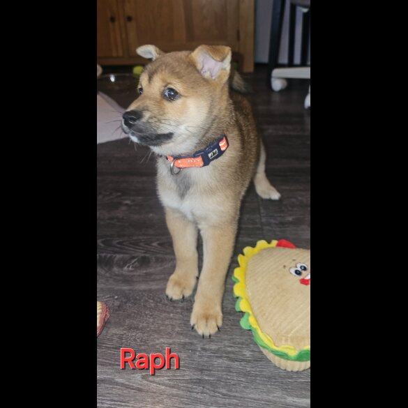 Japanese Shiba Inu - Both