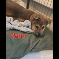 Japanese Shiba Inu - Both
