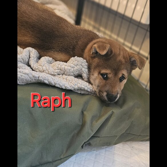 Japanese Shiba Inu - Both