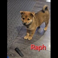 Japanese Shiba Inu - Both