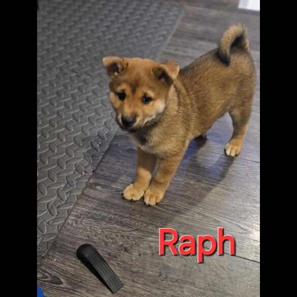 Japanese Shiba Inu - Both