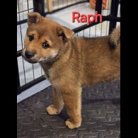 Japanese Shiba Inu - Both