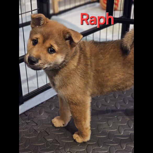 Japanese Shiba Inu - Both