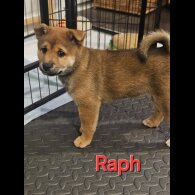 Japanese Shiba Inu - Both
