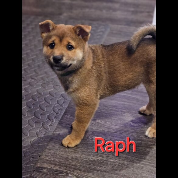 Japanese Shiba Inu - Both