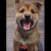 Japanese Shiba Inu - Both