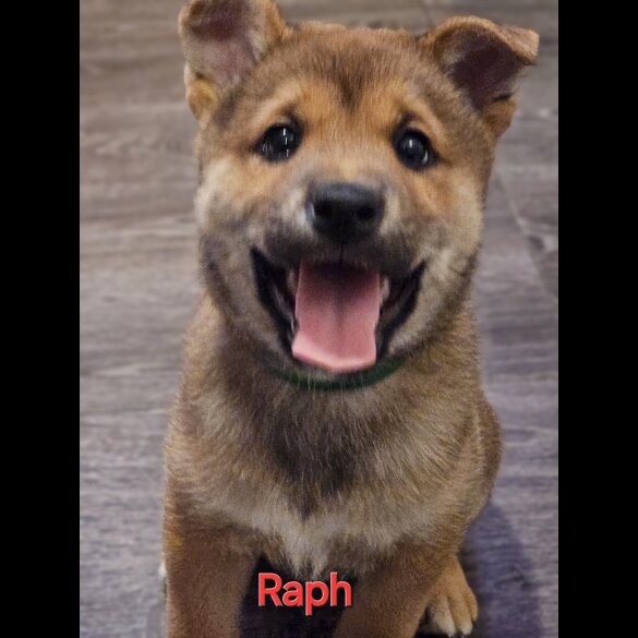 Japanese Shiba Inu - Both