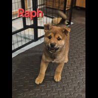 Japanese Shiba Inu - Both