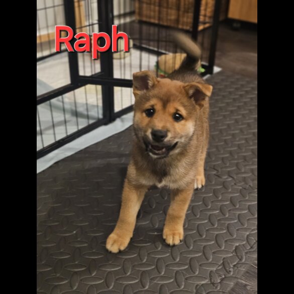 Japanese Shiba Inu - Both