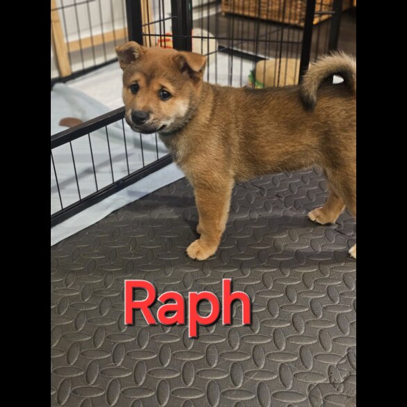 Japanese Shiba Inu - Both