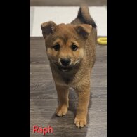 Japanese Shiba Inu - Both