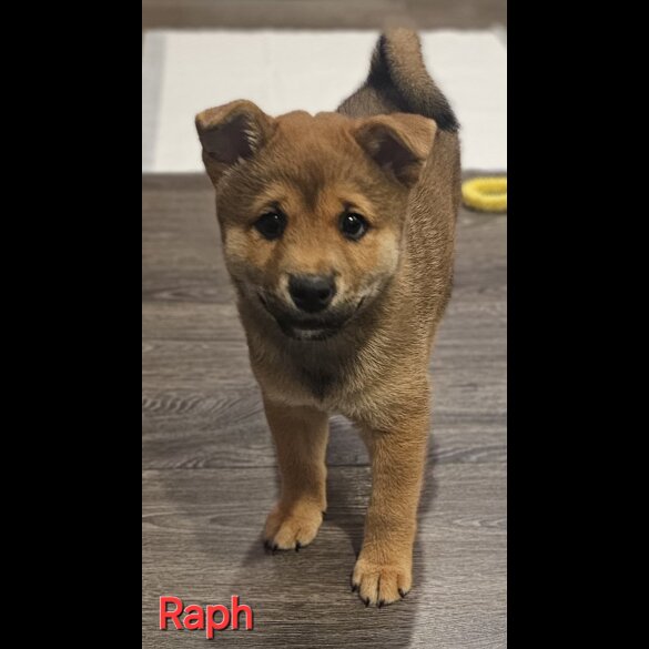Japanese Shiba Inu - Both