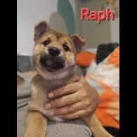 Japanese Shiba Inu - Both