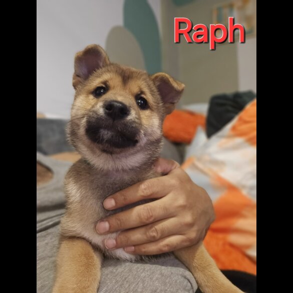 Japanese Shiba Inu - Both