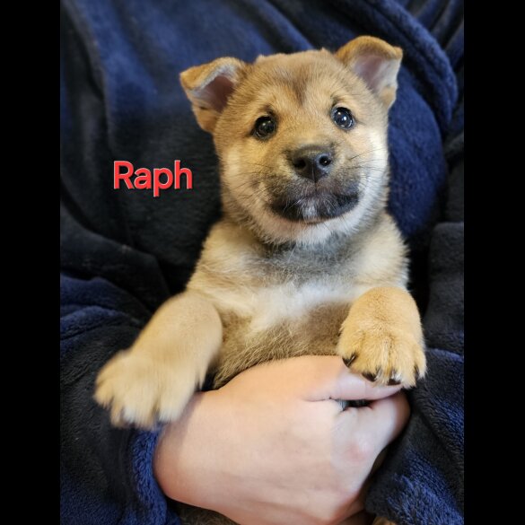 Japanese Shiba Inu - Both